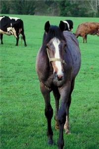 2020 Weekly Planner Horse Photo Equine Farm Animal Pasture 134 Pages