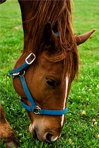 2020 Weekly Planner Horse Photo Equine Grazing Chestnut Stripe 134 Pages