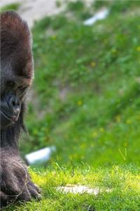 Gorilla Notebook