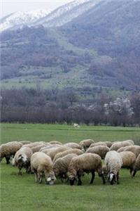 Sheep Grazing in the Meadow Journal