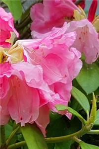 Pink Blooms 2019 Weekly Planner Springtime 134 Pages