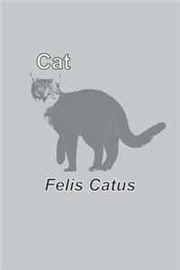 Cat Felis Catus