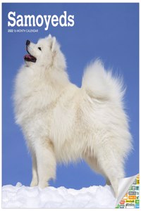 Samoyeds 2022 Square