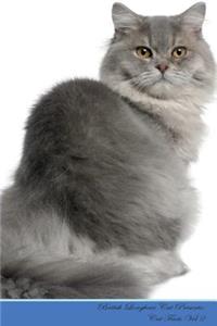 British Longhair Cat Presents