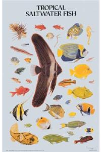 Tropical Fish Poster