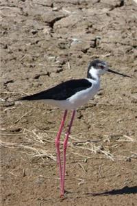 Black-Winged Stilt Bird Journal