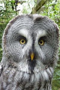 Great Grey Owl Peeks Out Journal