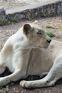 White Lioness Journal