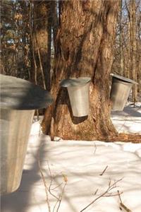 Silver Pails on Maple Trees in New England in the Spring Maple Syrup Journal