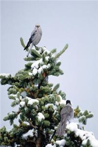 Journal Birds Snowy Tree