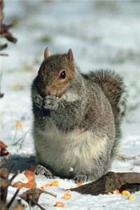 Journal Winter Grey Squirrel Gray