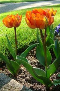 Orange Tulips Spring Flowers in Holland Landscape Journal