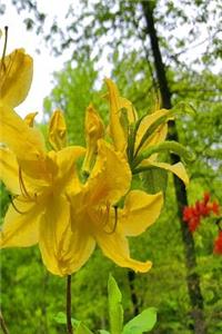 Springtime Journal Vibrant Yellow Blooms