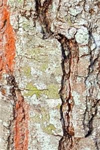 2020 Daily Planner Oak Tree Cracked Bark Photo 388 Pages