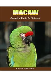 Macaw: Amazing Facts & Pictures