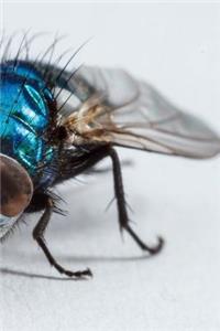 The Fly Notebook