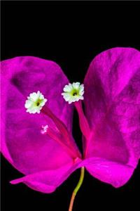 Purple Bougainvillea Flower Journal