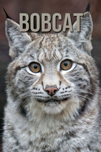 Bobcat