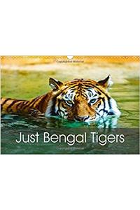 Just Bengal Tigers 2017
