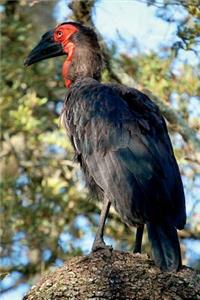 Southern Ground Hornbill Journal