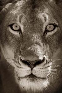 Lioness in Black and White Journal