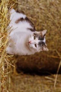 A Farm Cat Relaxing in a Barn