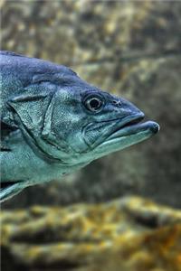 Fish Notebook