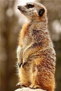 Meerkat Notebook