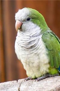 Monk Parakeet (Myiopsitta Monachus) Bird Journal