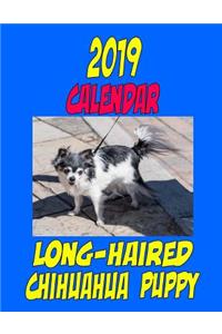 2019 Calendar Long-Haired Chihuahua Puppy