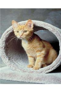 School Composition Book Cute Tabby Kitten Playing Cat Photo 200 Pages