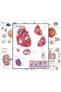 Body Organ Wall Chart Set of 7