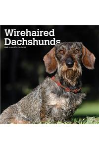 Dachshunds, Wirehaired 2020 Square Wall Calendar