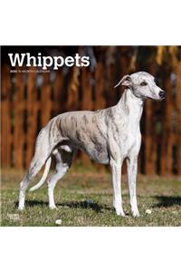WHIPPETS 2020 SQUARE WALL CALENDAR