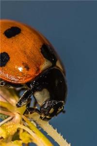 Ladybug Notebook