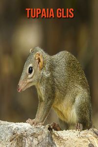 Tupaia Glis