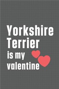 Yorkshire Terrier is my valentine