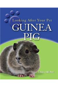 Guinea Pig