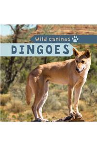 Dingoes