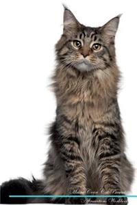 Maine Coon Cat Affirmations Workbook Maine Coon Cat Presents