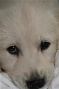 Cute Puppy Journal