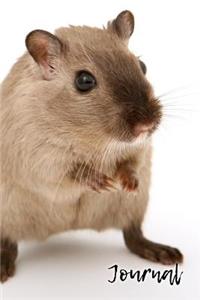 Journal