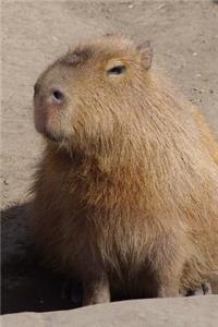 Cute Capybara Close Up Portrait Animal Journal