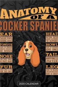 Anatomy Of A Cocker Spaniel