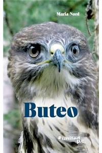 Buteo