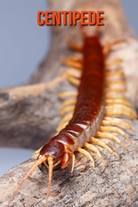 Centipede