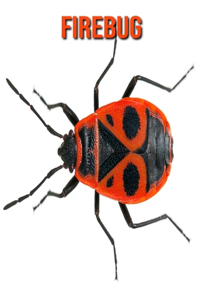 Firebug