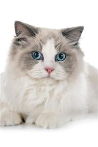 Ragdoll