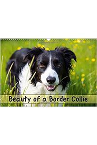 Beauty of a Border Collie 2017