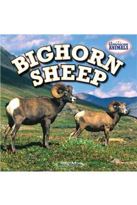 Bighorn Sheep